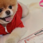 Boo the Pomeranian, named the cutest dog in the world, becomes ambassador for Virgin America, San Francisco Airport, America - 13 Jul 2012