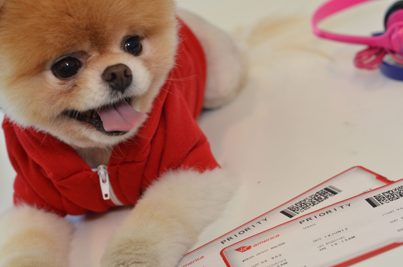 Boo the Pomeranian, named the cutest dog in the world, becomes ambassador for Virgin America, San Francisco Airport, America - 13 Jul 2012