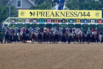 John Velazquez tumbles to the turf after falling off Bodexpress at the starting gate during the 144th Preakness Stakes horse race at Pimlico race course, in Baltimore
Preakness Stakes Horse Race, Baltimore, USA - 18 May 2019