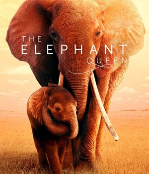 The Elephant Queen