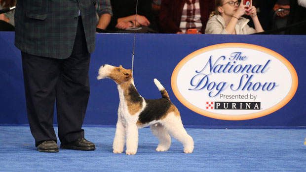 nbc dog show live stream