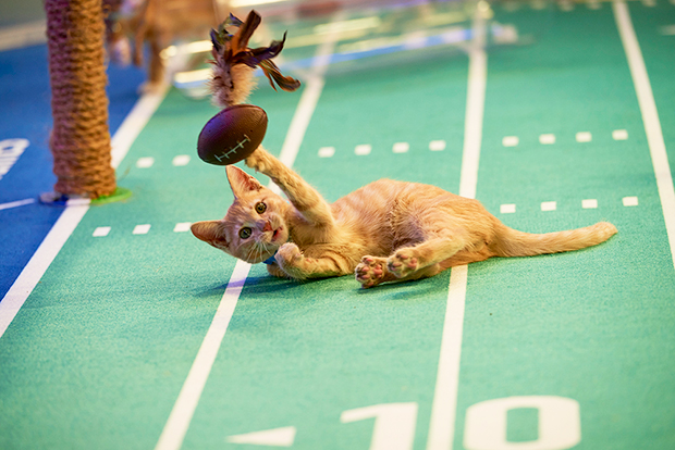 Kitten Bowl 2020: See Pics Of The Adorable Competitors – Hollywood Life