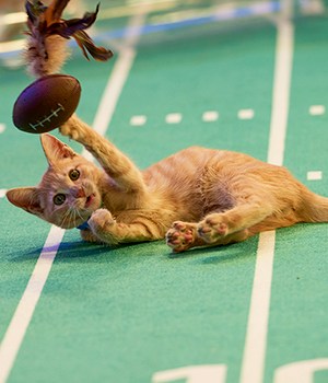 2020 Kitten Bowl