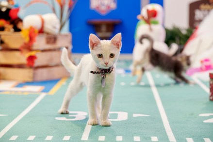 “Kitten Bowl” is a feline catstravaganza presented in association with North Shore Animal League America (the nation’s largest no-kill shelter and animal adoption organization) and Last Hope Animal Rescue and Rehabilitation. Hosted by Beth Stern, TV personality and national spokesperson for North Shore Animal League America.  Credit: ©2020 Crown Media United States LLC/Photographer: Marc Lemoine
