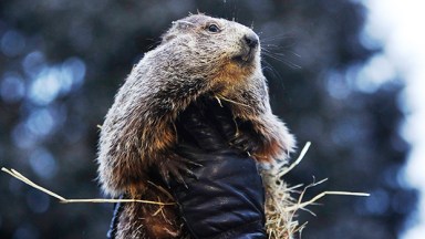 punxsutawney phil