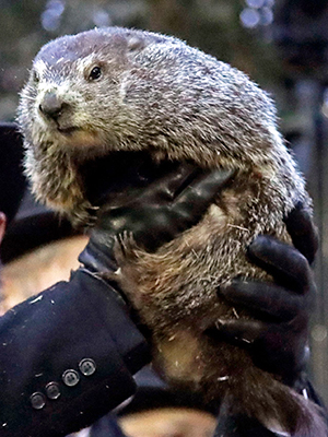 punxsutawney phil