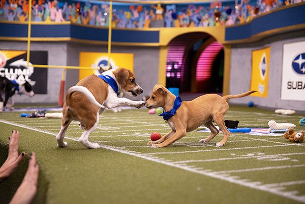 2020 Puppy Bowl