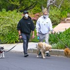 *EXCLUSIVE* Joe Jonas and Sophie Turner take their pooches for a walk