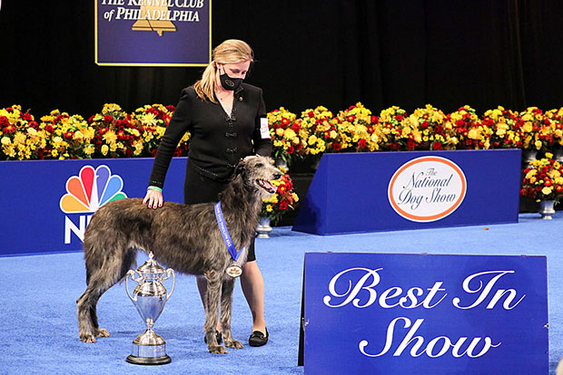 Claire The Scottish Deerhound