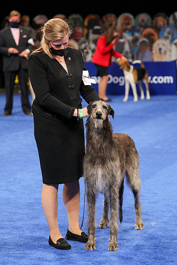 Claire The Scottish Deerhound