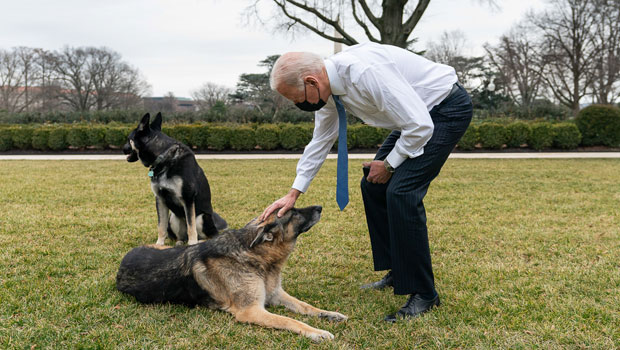 Joe Biden and his dogs