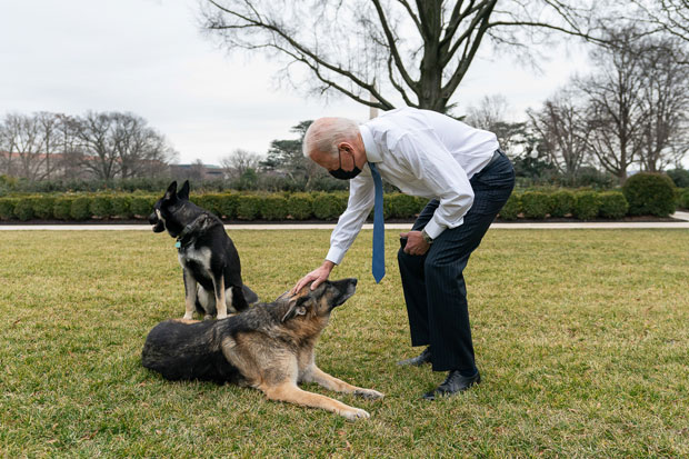 Joe Biden and dogs