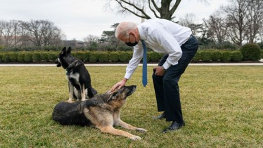 Joe Biden's Dogs