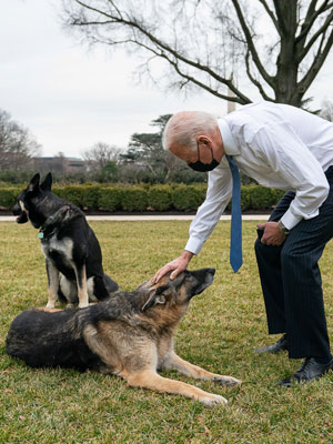 Joe Biden's Dogs