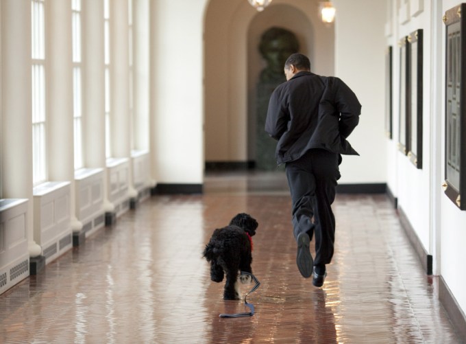 Bo Obama goes for a jog with dad Barack