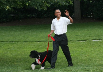 President Barack Obama and first dog Bo
Picnic for Members of Congress on the South Lawn of the White House, Washington DC, America - 08 Jun 2010
The first dog Bo was in tow. Alaskan Salmon smoked on an open pit was for served dinner.