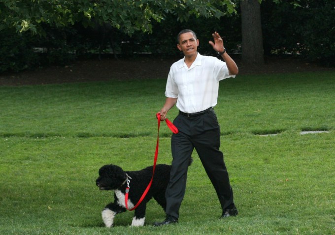 Bo goes for a walk with Barack Obama