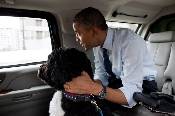 Barack Obama and Bo look out a car window