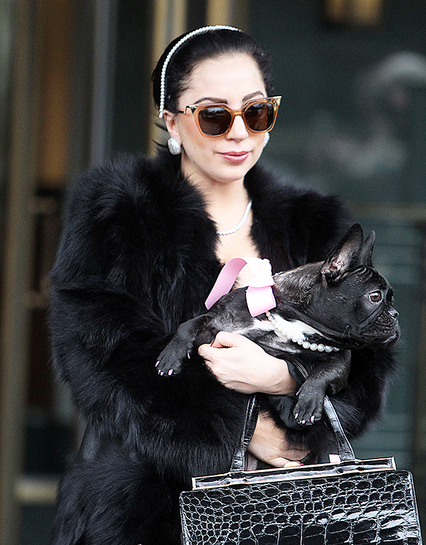 Lady Gaga’s Dog Walker Speaks Out About Shooting On Instagram ...