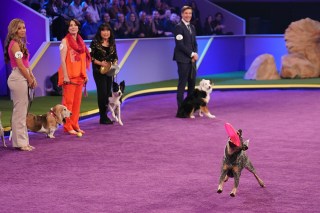 THE AMERICAN RESCUE DOG SHOW - “The American Rescue Dog Show” is the preeminent dog competition featuring rescued companions as they strut their fluff, competing for a slew of “best in” titles while stealing America’s hearts. These prized pups may be cute, but the competition is fierce. In the two-hour special, rescued dogs from all across the country will compete in seven categories including Best In Underbite, Best In Snoring, Best In Belly Rubs and more. A $10,000 donation to a local animal welfare organization will be made in honor of the winning dog in each category, and each category winner will have the chance to be named the Best In Rescue with an additional $100,000 donation being made in their honor. WEDNESDAY, MAY 25 (9:00-11:00 p.m. EDT), on ABC. (ABC/Ser Baffo)
PHINEAS