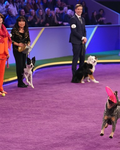 THE AMERICAN RESCUE DOG SHOW - “The American Rescue Dog Show” is the preeminent dog competition featuring rescued companions as they strut their fluff, competing for a slew of “best in” titles while stealing America’s hearts. These prized pups may be cute, but the competition is fierce. In the two-hour special, rescued dogs from all across the country will compete in seven categories including Best In Underbite, Best In Snoring, Best In Belly Rubs and more. A $10,000 donation to a local animal welfare organization will be made in honor of the winning dog in each category, and each category winner will have the chance to be named the Best In Rescue with an additional $100,000 donation being made in their honor. WEDNESDAY, MAY 25 (9:00-11:00 p.m. EDT), on ABC. (ABC/Ser Baffo)
PHINEAS