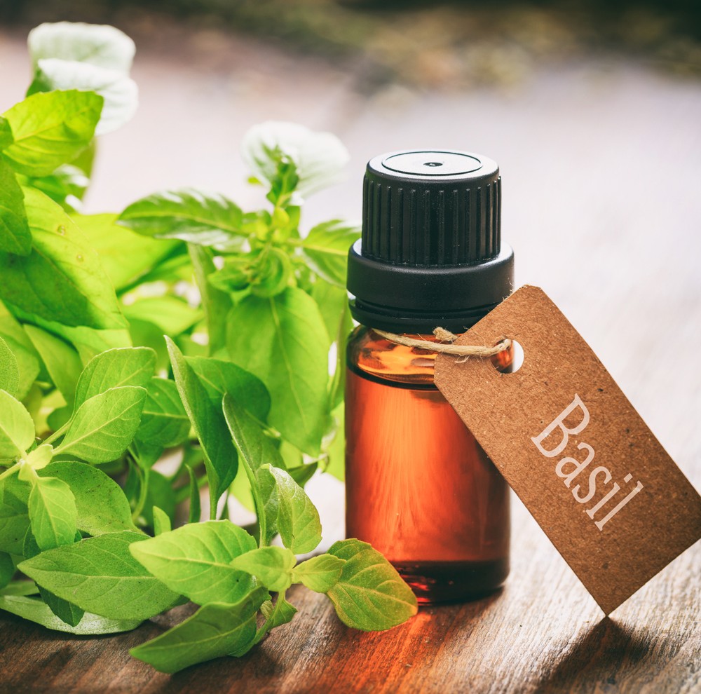 highly rated basil essential oil