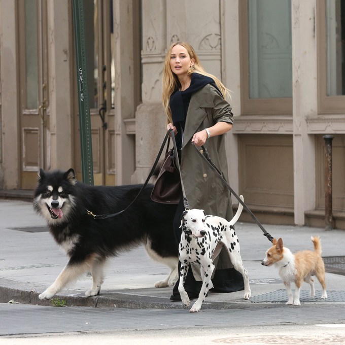 Celebrities Walking Their Dogs: Photos – Hollywood Life