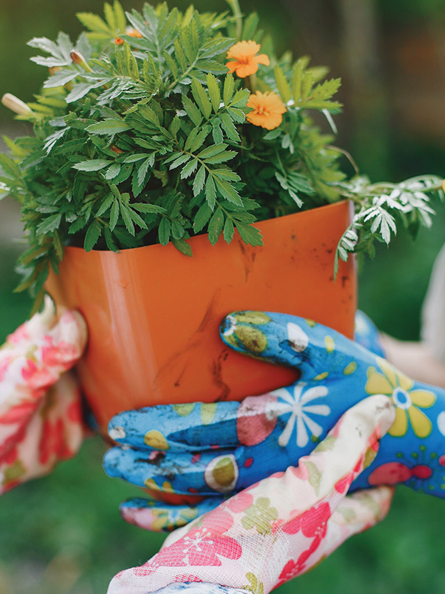 ow Not To Kill Your Plants With Maria Failla