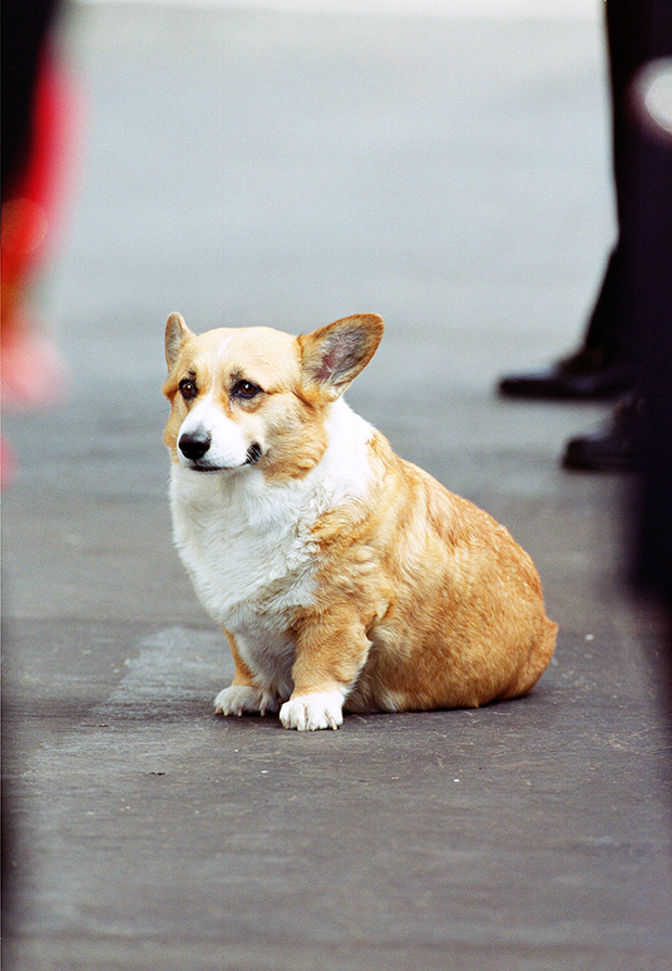 Queen's Corgi