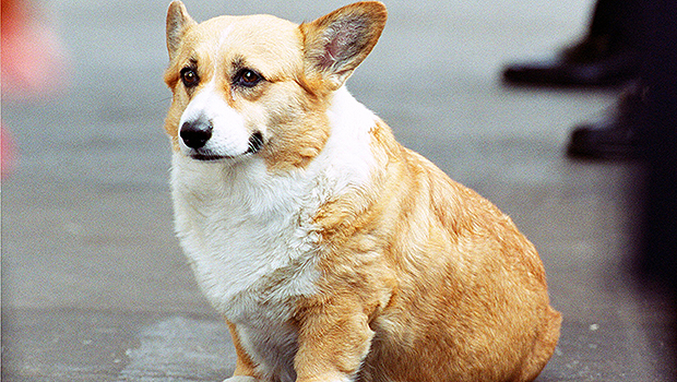 Queen Elizabeth's Royal Corgis Shows Monarch's Coffin Journey to Windsor: Photo