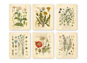Bir dizi botanik sanat baskısı.