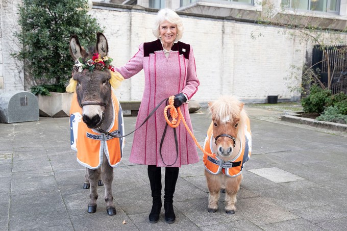 Queen Camilla Poses With a Donkey And Pony In December 2018