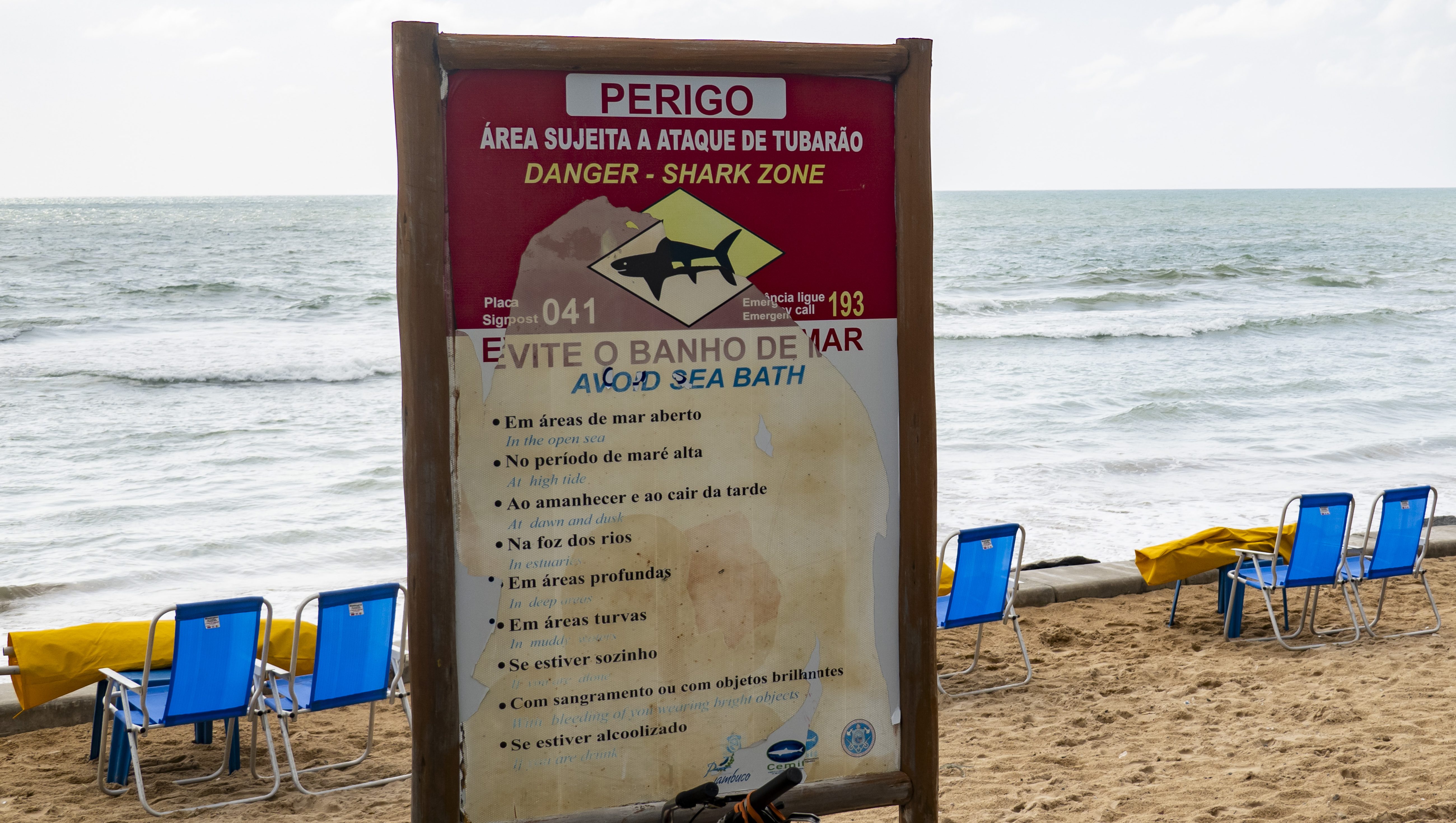 Sharks Off The Coast Of Brazil Test Positive For Cocaine