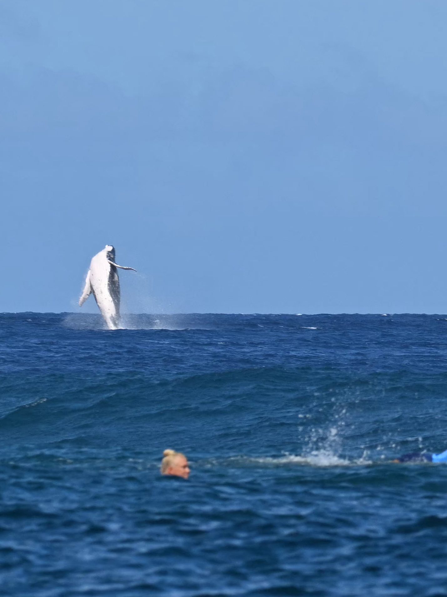 TOPSHOT - A whale breaches as Brazil's Tatiana Weston-Webb and Costa Rica's Brisa Hennessy (R) compete in the women's surfing semi-finals, during the Paris 2024 Olympic Games, in Teahupo'o, on the French Polynesian Island of Tahiti, on August 5, 2024. (Photo by Jerome BROUILLET / AFP) / -- IMAGE RESTRICTED TO EDITORIAL USE - STRICTLY NO COMMERCIAL USE -- (Photo by JEROME BROUILLET/AFP via Getty Images)