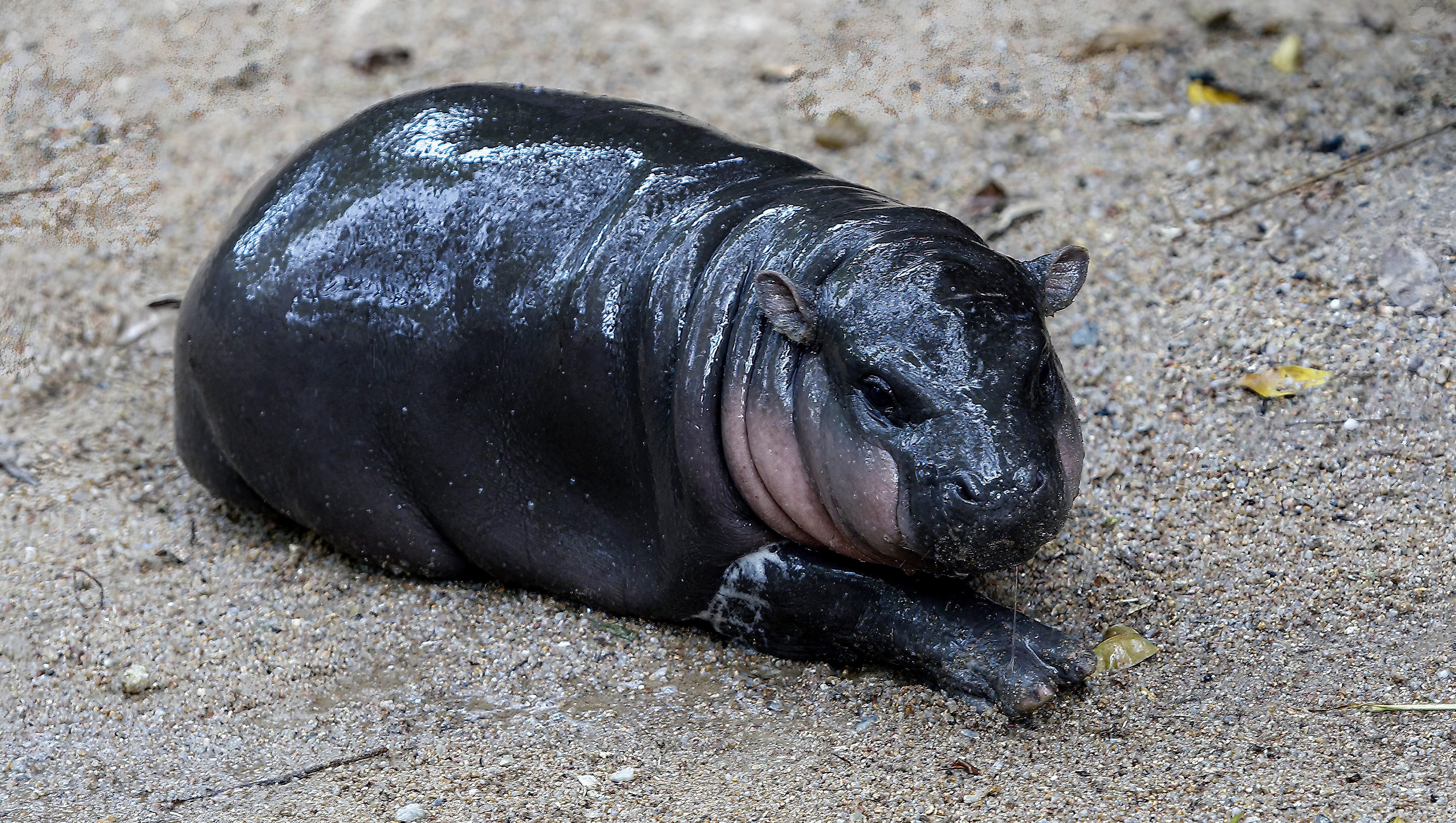 Meet the Baby Pygmy Hippo Who Has Become a Viral Sensation – Hollywood Life