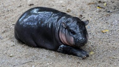 Chonburi, Thailand - 08/09/2024: Female miniature hippopotamus "Mu Deng"or Bouncy the pig lying on the ground at Khao Kheow Zoo. The new star of Khao Kheow Zoo is a female dwarf hippopotamus. Born on July 10, 2024 to mother Jonah, 25, and father Tony, 24, Bouncy the pig is the seventh animal born to parents at Khao Kheow Zoo. (Photo by Chaiwat Subprasom/SOPA Images/LightRocket via Getty Images)