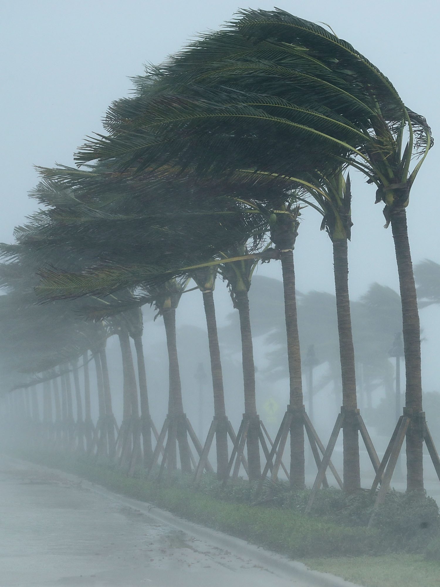 FORT LAUDERDALE, FL - SEPTEMBER 10:  Trees bend in the tropical storm wind along North Fort Lauderdale Beach Boulevard as Hurricane Irma hits the southern part of the state September 10, 2017 in Fort Lauderdale, Florida. The powerful hurricane made landfall in the United States in the Florida Keys at 9:10 a.m. after raking across the north coast of Cuba.  (Photo by Chip Somodevilla/Getty Images)