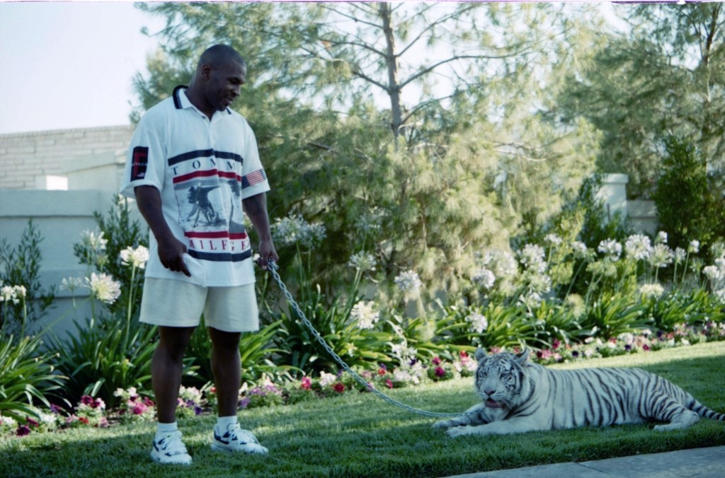 LAS VEGAS CIRCA 1989 Mike Tyson poses with his white tiger during an interview at his home Photo by The Ring Magazine via Getty Images