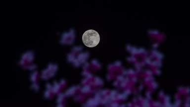  The last supermoon of the year, called the beaver moon, lights behind the flowers on November 15, 2024 in Srinagar, Indian administered Kashmir, India. The Beaver Moon, 2024's final supermoon, dazzled the world on Nov. 14-15. Brighter and larger due to its close approach to Earth, it amazed stargazers globally. The next supermoon is set for October 2025.(Photo by Yawar Nazir/Getty Images)