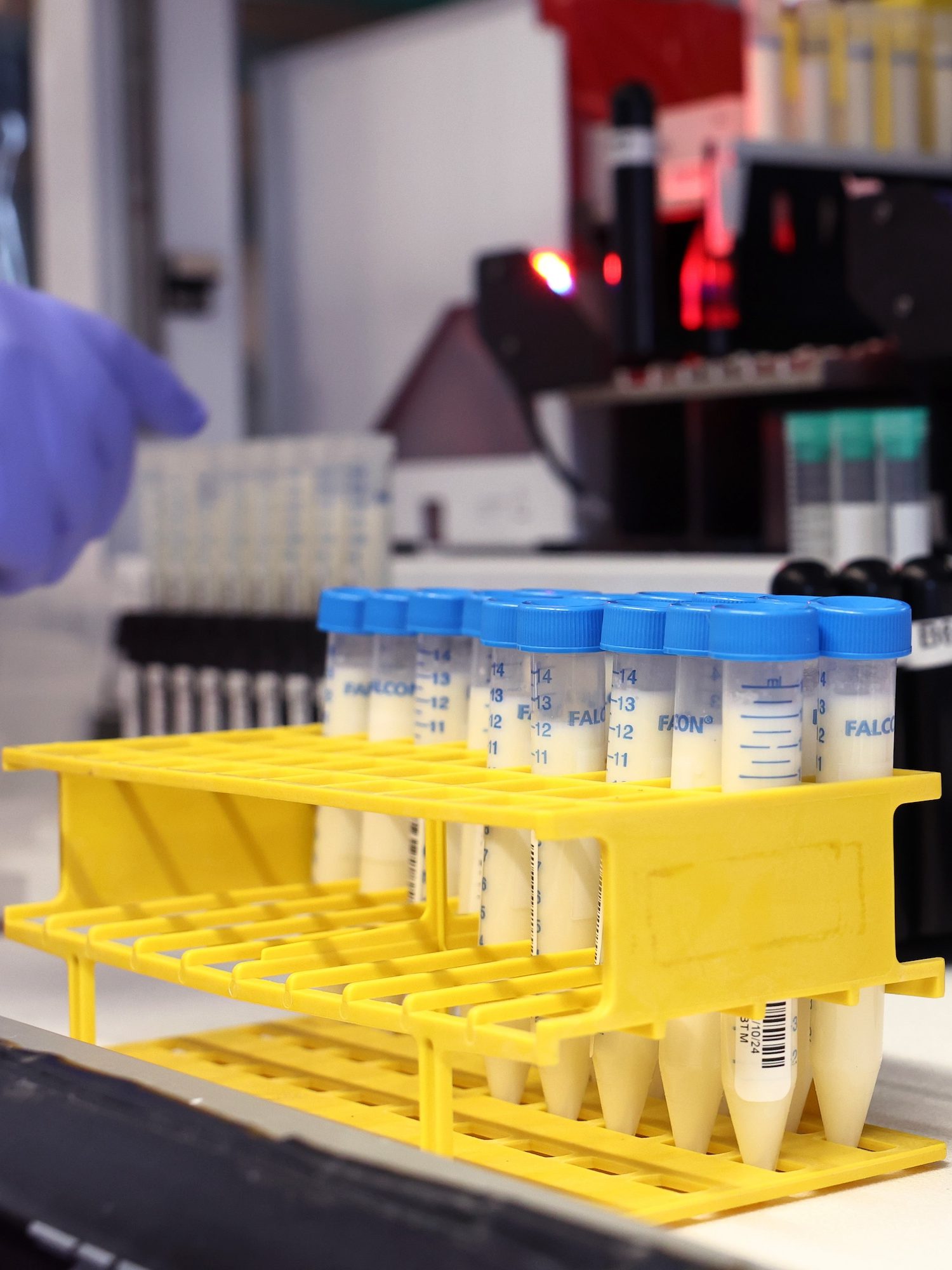 ITHACA, NEW YORK - DECEMBER 10: Milk samples are seen as a lab manager in the molecular diagnostic lab prepares them for testing at the Animal Health Diagnostic Center at Cornell University on December 10, 2024 in Ithaca, New York. The U.S. Department of Agriculture last week issued a federal order that requires the testing of the nation's milk supply amid increasing concerns over HPAI (a strain of the H5N1 avian flu), which has been raising alarm since it was first detected in a Texas cow. In July 2024, New York lawmakers gave $19.5 million in order to expand the Animal Health Diagnostic Center at Cornell University, after avian flu was confirmed to be spreading to dairy cattle. The virus has spread to over 710 dairy herds across 15 states. (Photo by Michael M. Santiago/Getty Images)