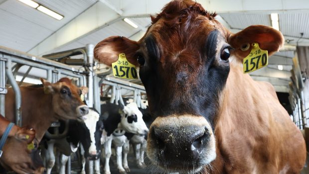 ITHACA, NEW YORK - DECEMBER 11: Cows from a non-suspect herd are milked at the Cornell Teaching Dairy Barn at Cornell University on December 11, 2024 in Ithaca, New York. The U.S. Department of Agriculture last week issued a federal order that requires the testing of the nation's milk supply amid increasing concerns over H5N1 (avian flu), which has been raising alarm since it was first detected in a Texas cow. In July 2024, New York lawmakers gave $19.5 million in order to expand the Animal Health Diagnostic Center at Cornell University, after avian flu was confirmed to be spreading to dairy cattle. The virus has spread to over 710 dairy herds across 15 states. (Photo by Michael M. Santiago/Getty Images)