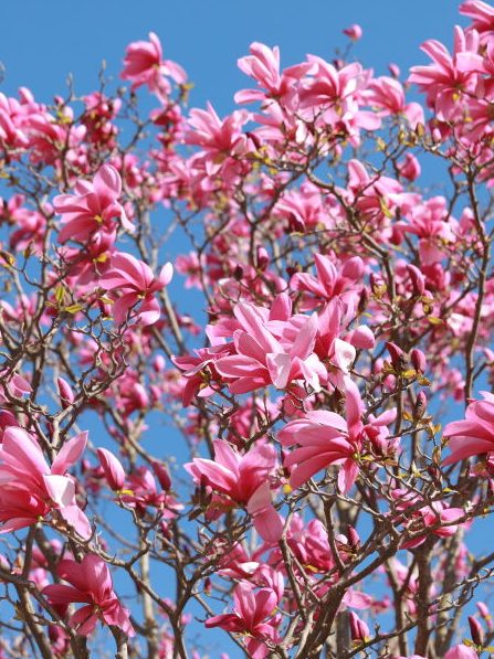 PARIS, FRANCE - MARCH 20: A view of the garden as Paris's Palais Royal Garden bursts with color during the Magnolia blossom bloom, in Paris, France on March 20, 2025. (Photo by Mohamad Salaheldin Abdelg Alsayed/Anadolu via Getty Images)