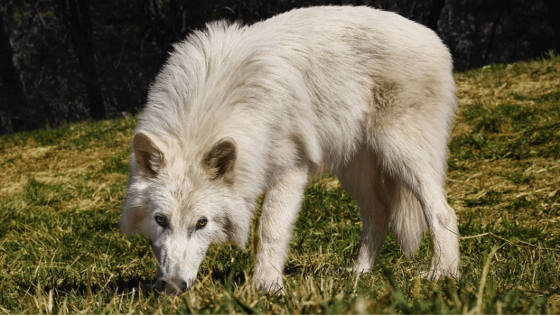 How Was the Dire Wolf Brought Back? De-Extinction Explained