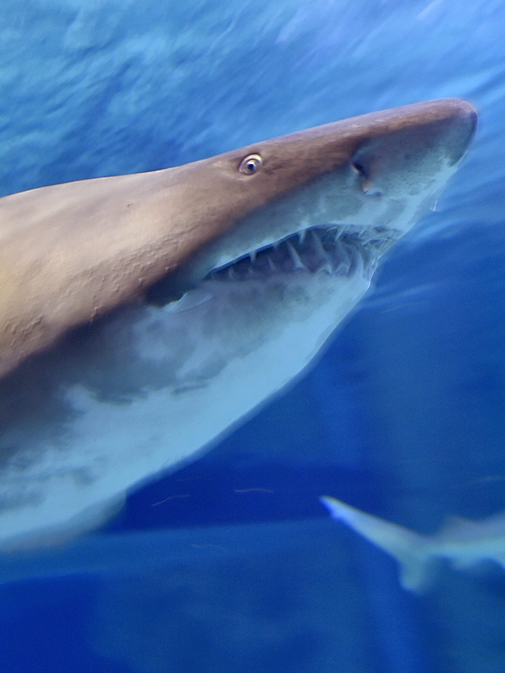 Shark Week 2025: Schedule, Where to Stream, Who's Hosting & More