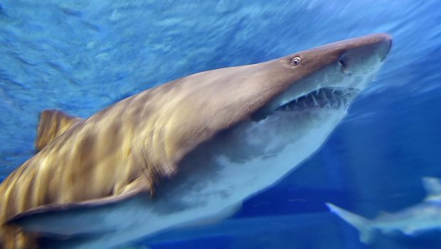 Shark Week 2025: Schedule, Where to Stream, Who's Hosting & More