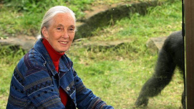 Jane Goodall's Cause of Death: How Did the Beloved Primatologist Die?