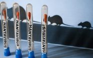 Is Hantavirus Contagious? Outbreak Updates, Treatment Information & Mortality Rate